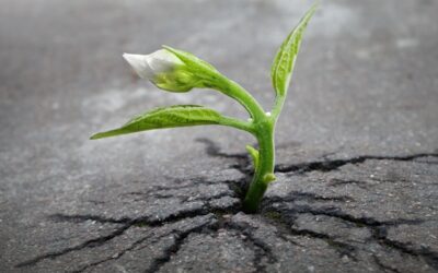 A Gentle Guide to Soothing Allodynia